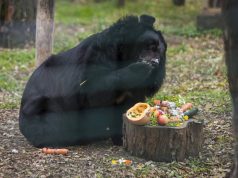 50 ÉVES A KECSKEMÉTI VADASKERT! RENDEZVÉNYSOROZATOK EGÉSZ ÉVBEN!