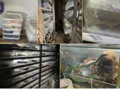 Nem szokványos házikedvencek