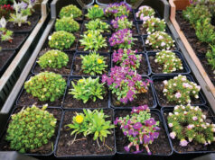 Dísznövények a Nyitott Kapunál