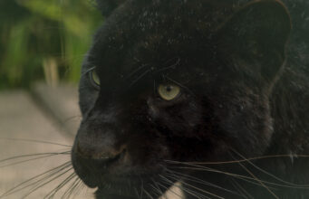 VADASKERTI MAJÁLIS ÉS ANYÁK NAPI FESZTIVÁL