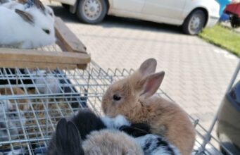 Kisállatvásár részleges engedélyezése- Kecskeméti Piac