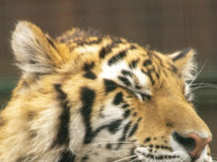 PÜNKÖSD A KECSKEMÉTI VADASKERTBEN