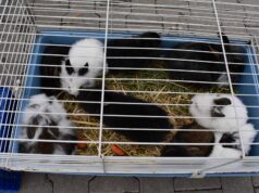 Közérdekű közlemény – Kisállatvásár részleges engedélyezése