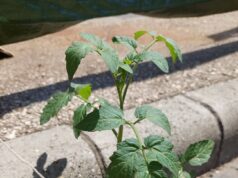 Sarjadó élet a rideg beton fogságában