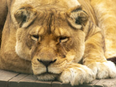 50 ÉVES A KECSKEMÉTI VADASKERT