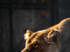 Állatok Világnapja a Kecskeméti Vadaskertben