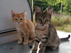 Kutyák és macskák mellettegzotikus állatokat is gyógyít