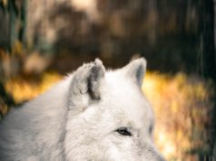 Nyugdíjasok hete a Kecskeméti Vadaskertben