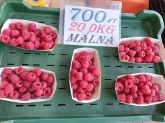Fagyokig termő málna a piacon
