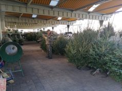 Piaci „Fenyőláz” 2022 decemberében is Kecskeméten
