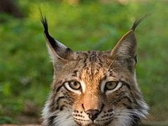 Vadvilág Világnapja a Kecskeméti Vadaskertben