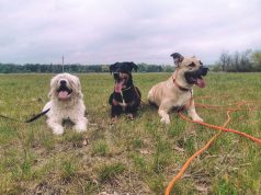 Kutya Casting! – Petőfi Morzsáját keresik Bács-Kiskunban