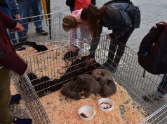 Közérdekű közlemény – Kisállatvásár részleges engedélyezése