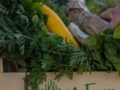 MI KERÜLJÖN A VÁRMEGYE KOSARÁBA?