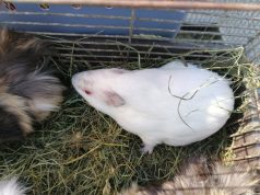 Közérdekű közlemény – Kisállatvásár részleges engedélyezése