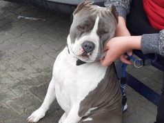 Közérdekű közlemény – Kisállatvásár részleges engedélyezése