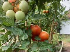 „A legszebb konyhakertek” – Magyarország legszebb konyhakertjei Magyar Örökség díjas országos programra