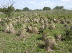 Újabb halasi érték a vármegyei értéktárban