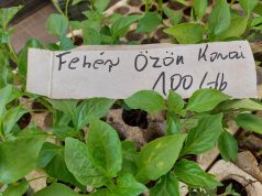 Termelői házi kedvenc a Fehérözön paprika