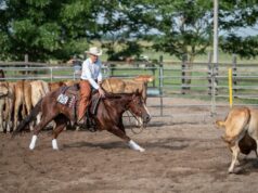 Magyarország legrangosabb Cutting nemzetközi versenye érkezik Kiskunfélegyházára
