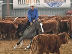 Nemzetközi 4NCHA verseny Kiskunfélegyházán