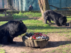 MEDVELES A KECSKEMÉTI VADASKERTBEN!