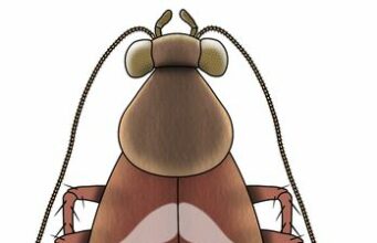 Újabb őscsótányfajt azonosítottak a kutatók