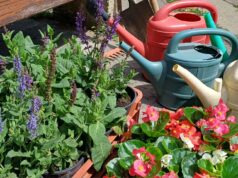 Egynyári virágcsere az Érzékelések kertjében. Ezúttal mintegy 270 növénnyelgazdagodott a park