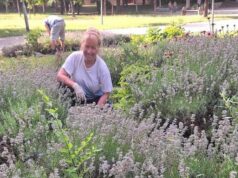 Levendulaszüret az Érzékelések kertjében