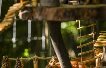 Megnyílt az ország első K&H állatbarát ligetek mókus játszótere