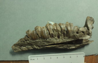 A növényevés evolúciója Ornithopoda dinoszauruszoknál