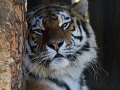 HOSSZÚ HÉTVÉGE ÉS ÜNNEPI NYITVA TARTÁS