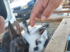 KÖZÉRDEKŰ KÖZLEMÉNY – Kisállatvásár részleges engedélyezése