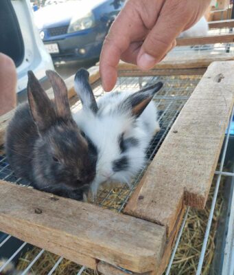 KÖZÉRDEKŰ KÖZLEMÉNY – Kisállatvásár részleges engedélyezése