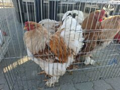 Kisállatvásár és Veterán börze a Szent László körúti vásártéren