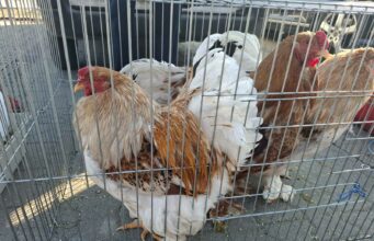 Kisállatvásár és Veterán börze a Szent László körúti vásártéren