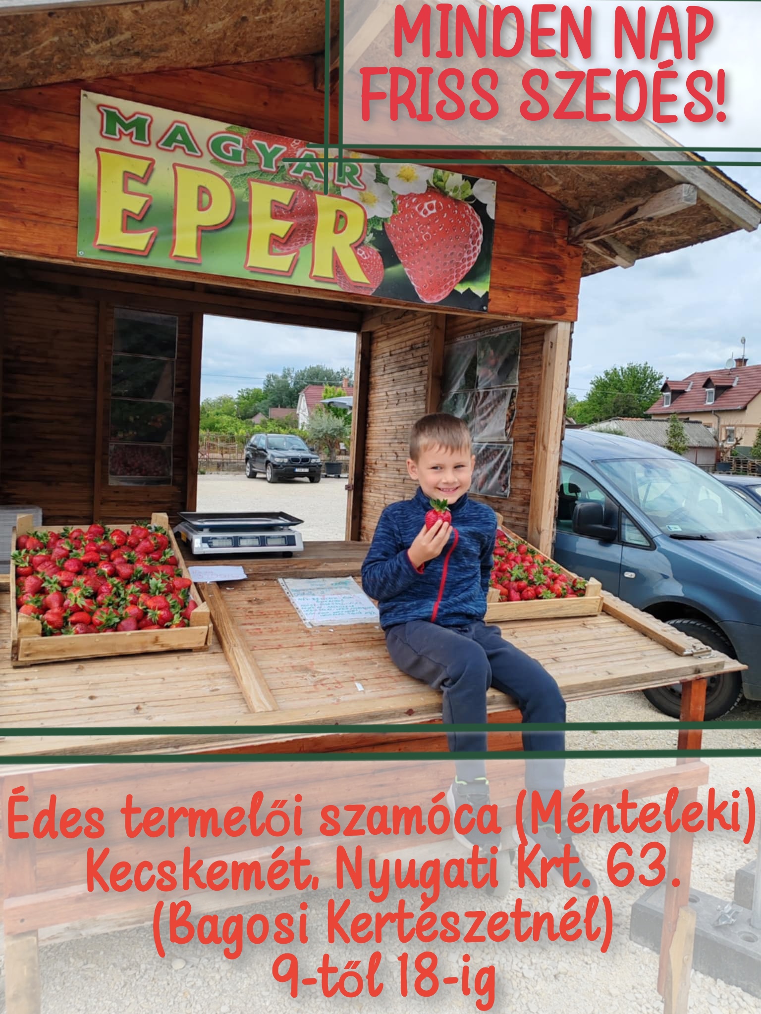 Friss Szamóca Kecskemét