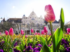 Új lendületben Kecskemét