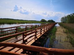 TISZA MENTI ÉKSZERDOBOZ