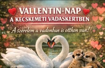 Szombaton és vasárnap Valentin-nap és Állatok Farsangja a Kecskeméti Vadaskertben!