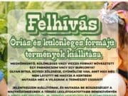 Óriás és különleges formájú terményeket várnak a Hírös Hét Fesztivál – 29. Térségi Kertészeti és Élelmiszeripari Kiállításra augusztus 21-23. között Kecskemét főterén!