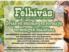 Óriás és különleges formájú terményeket várnak a Hírös Hét Fesztivál – 29. Térségi Kertészeti és Élelmiszeripari Kiállításra augusztus 21-23. között Kecskemét főterén!